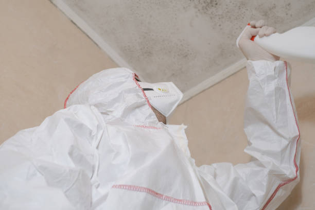 Mold Odor Removal Services in Waldo, AR